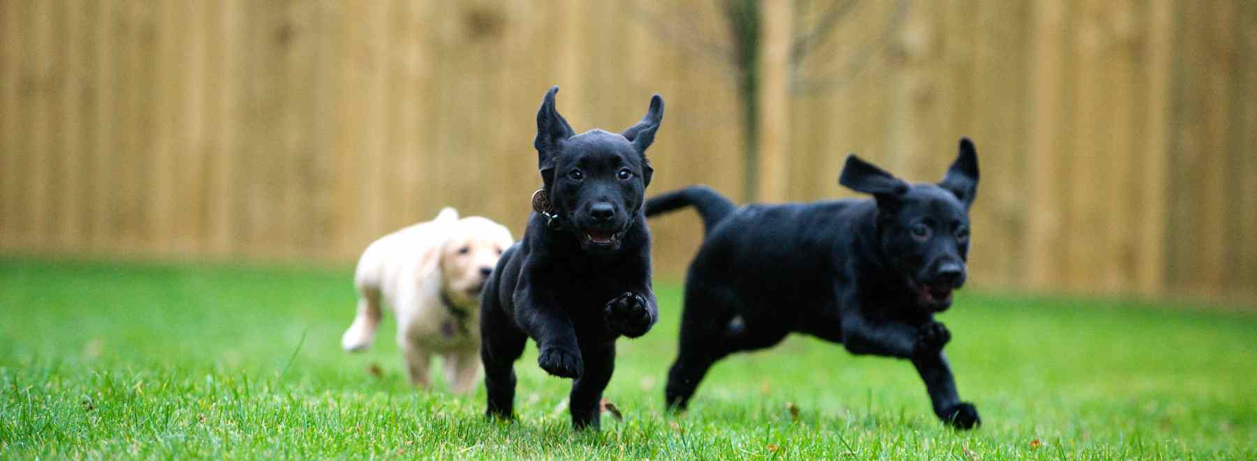 banner-dogs-running.jpg